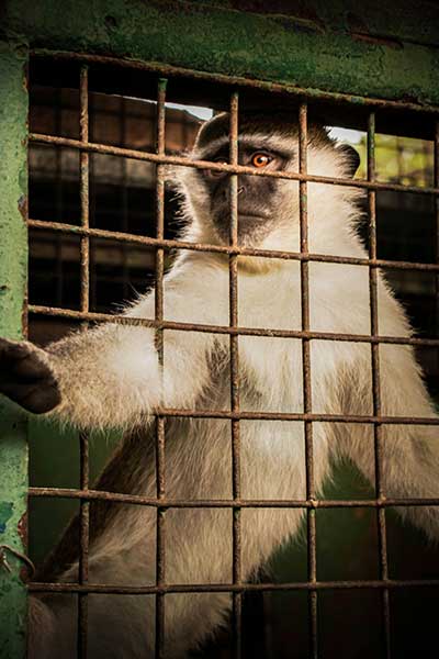Animal in a cage