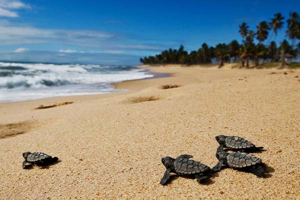 Turtles on a beach in Brazil