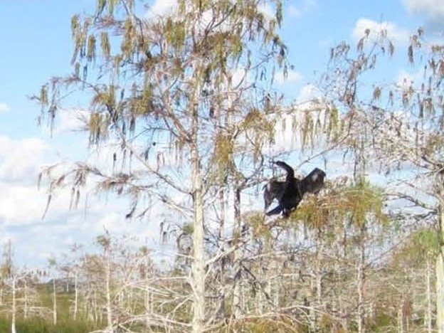 Image from the Everglades