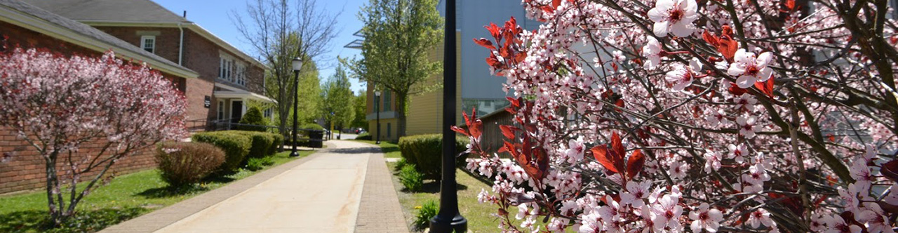 Bushes blooming in front of Mountain One Student Wellness Center