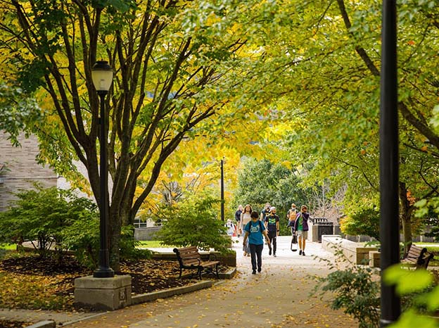 MCLA students walking under a tunnel of green trees